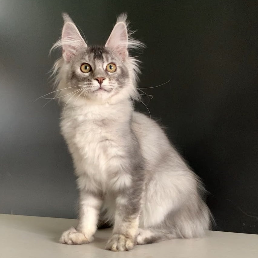 Orchid Maine Coon female, black tortie silver ticked tabby