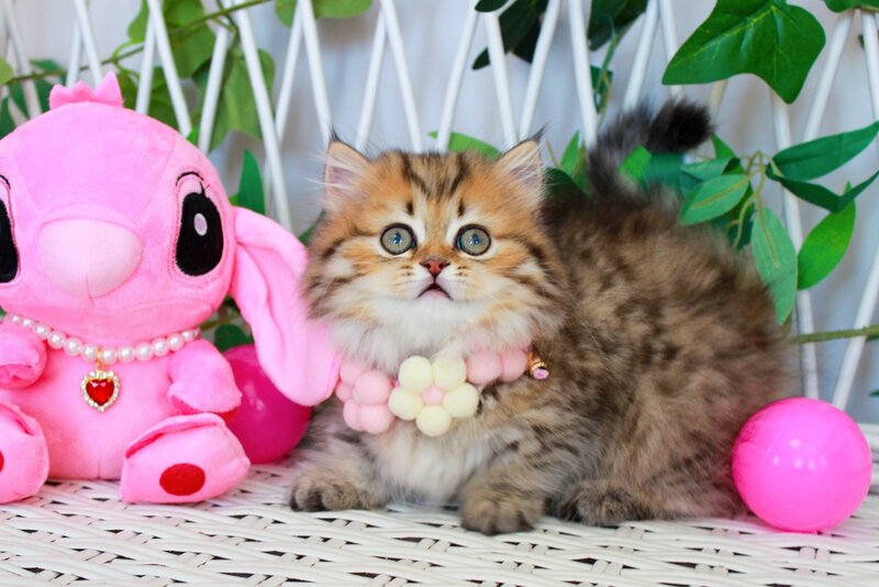 Fiona Munchkin female, chocolate golden spotted tabby