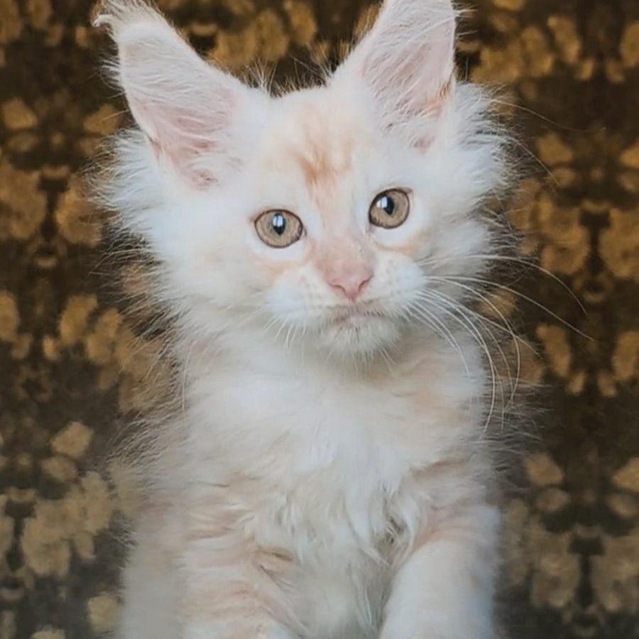 Ilyusha Maine Coon male, cream silver tabby
