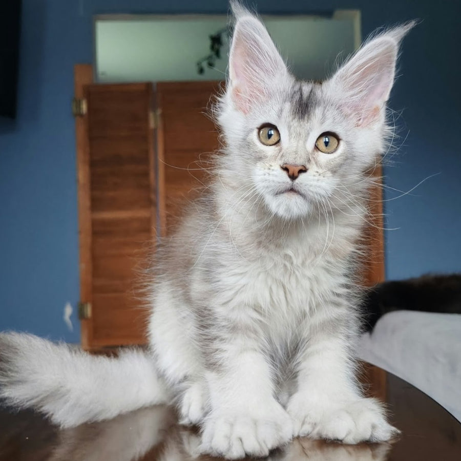 Triumph Maine Coon polydactyl 6x7x6x6 male, black silver ticked tabby