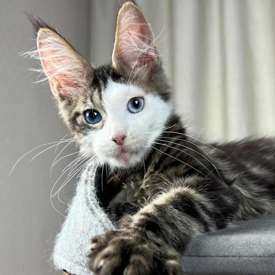 Penelope Maine Coon female, black tabby with white