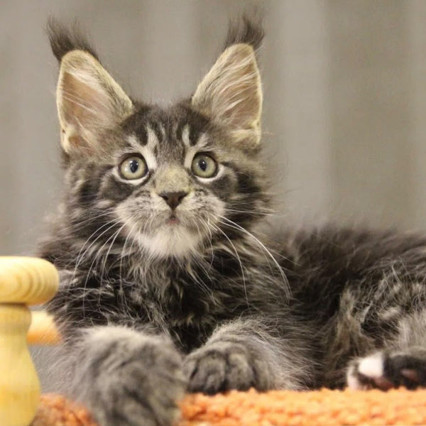 Ricky Maine Coon male, black tabby with white