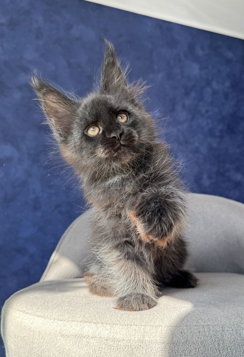 Azari Maine Coon female black silver with white - live animals