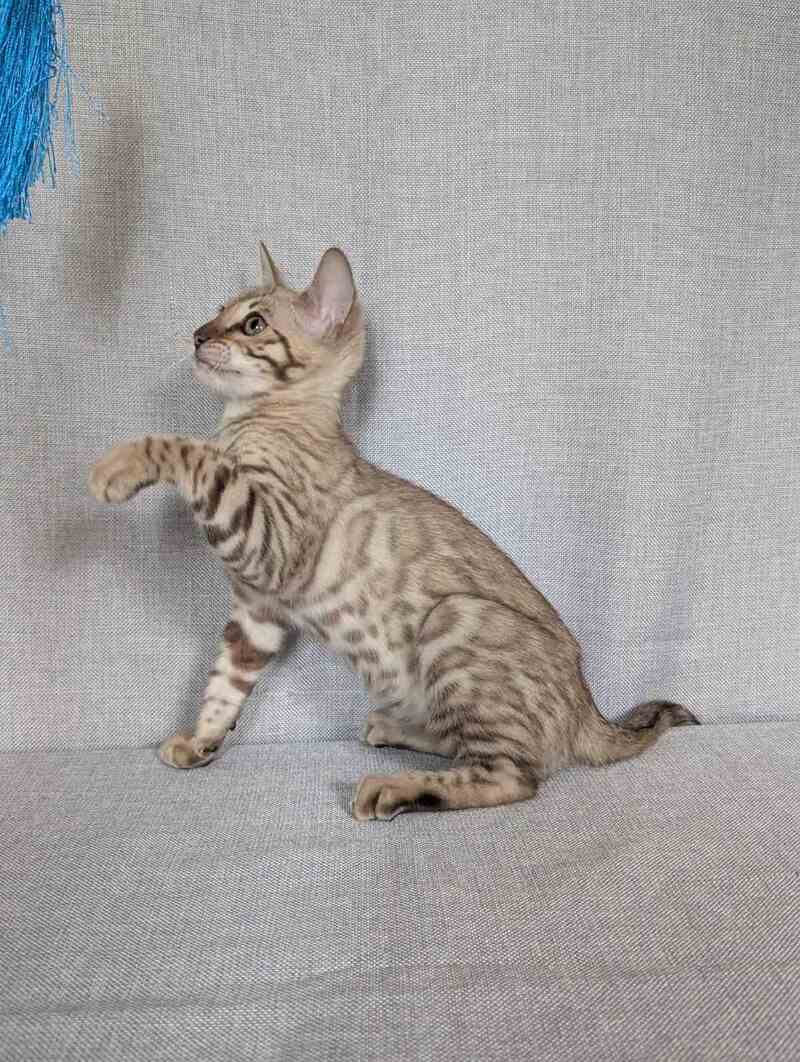 Yuki Bengal female black spotted tabby pointed - live animals
