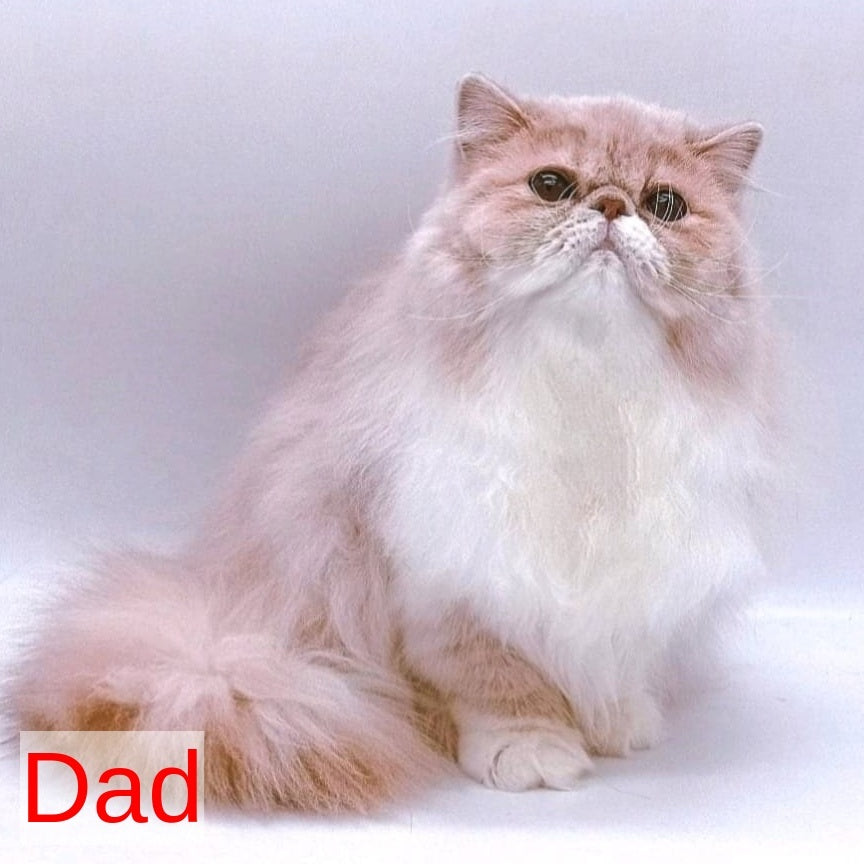 Chamomile Persian female, blue tortie bicolour