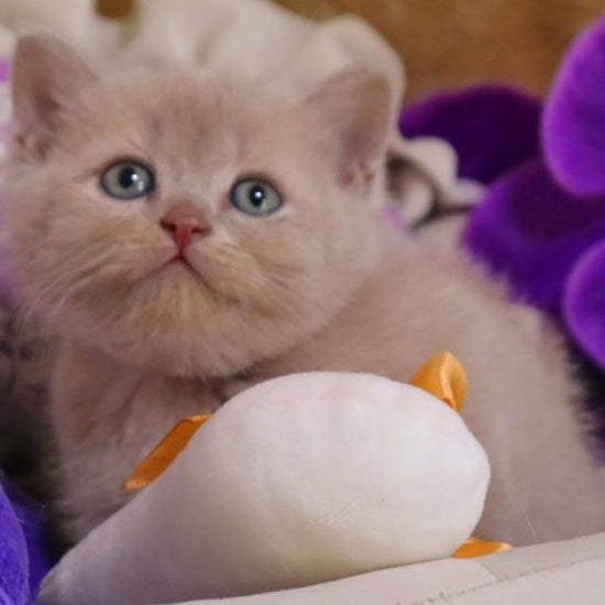 Cake British Shorthair male, fawn