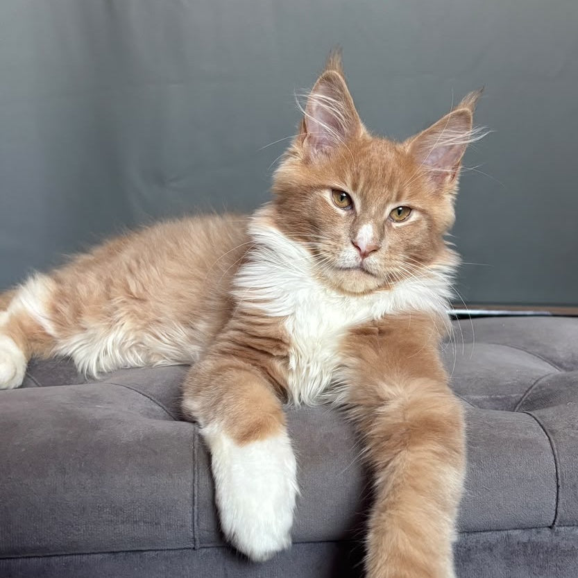 Casper Maine Coon male, cream bicolour