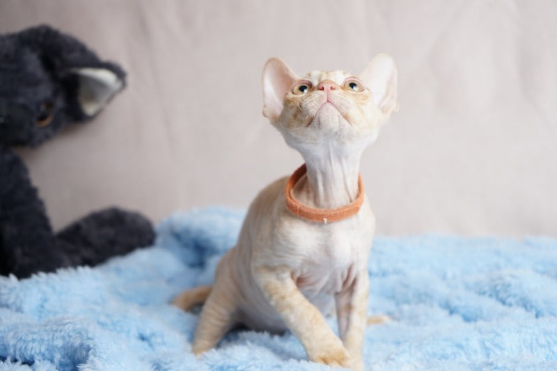 Leo Devon Rex male red - live animals