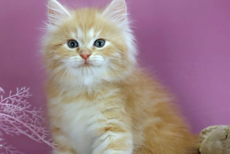 Eden Siberian male red silver - live animals