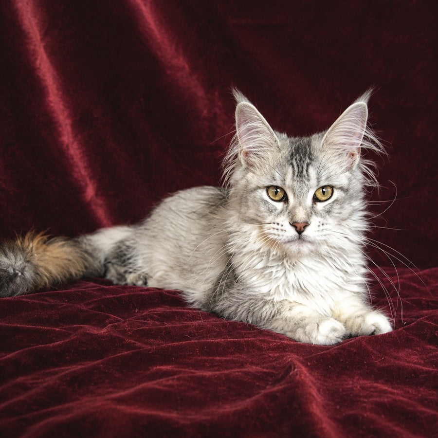 Gilded Maine Coon female, black tortie silver ticked tabby