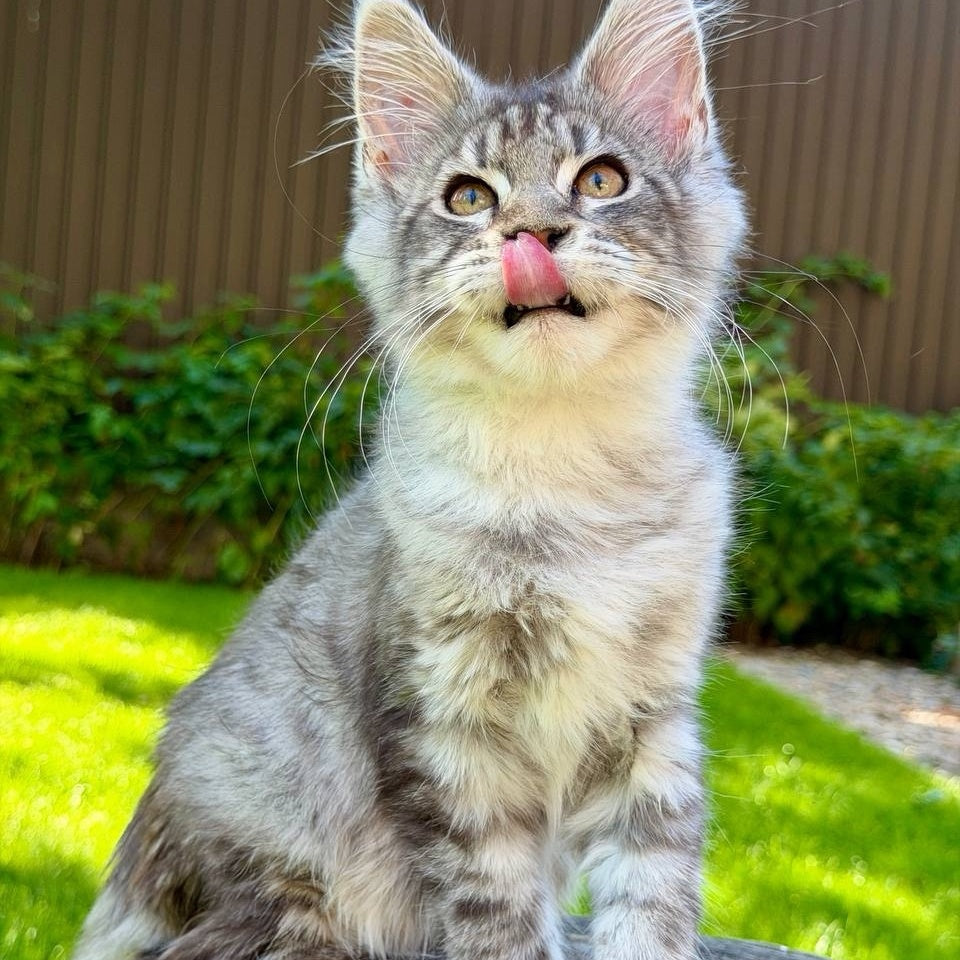 Nika Maine Coon female, black silver spotted tabby