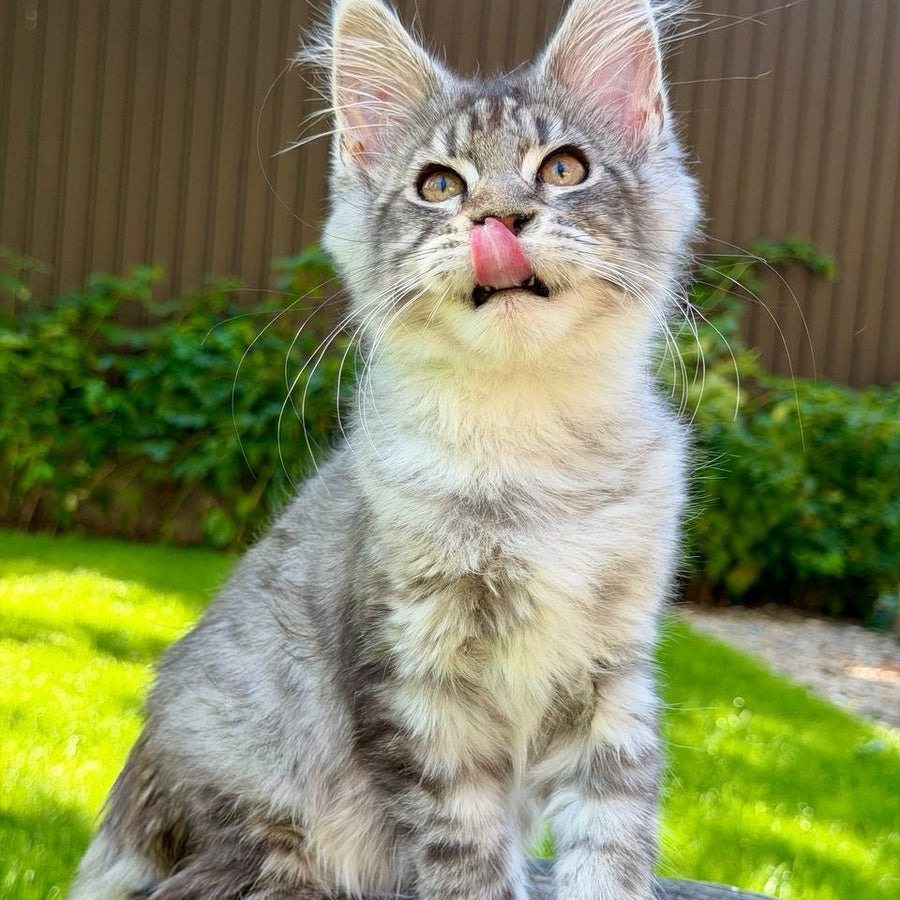 Nika Maine Coon female, black silver spotted tabby