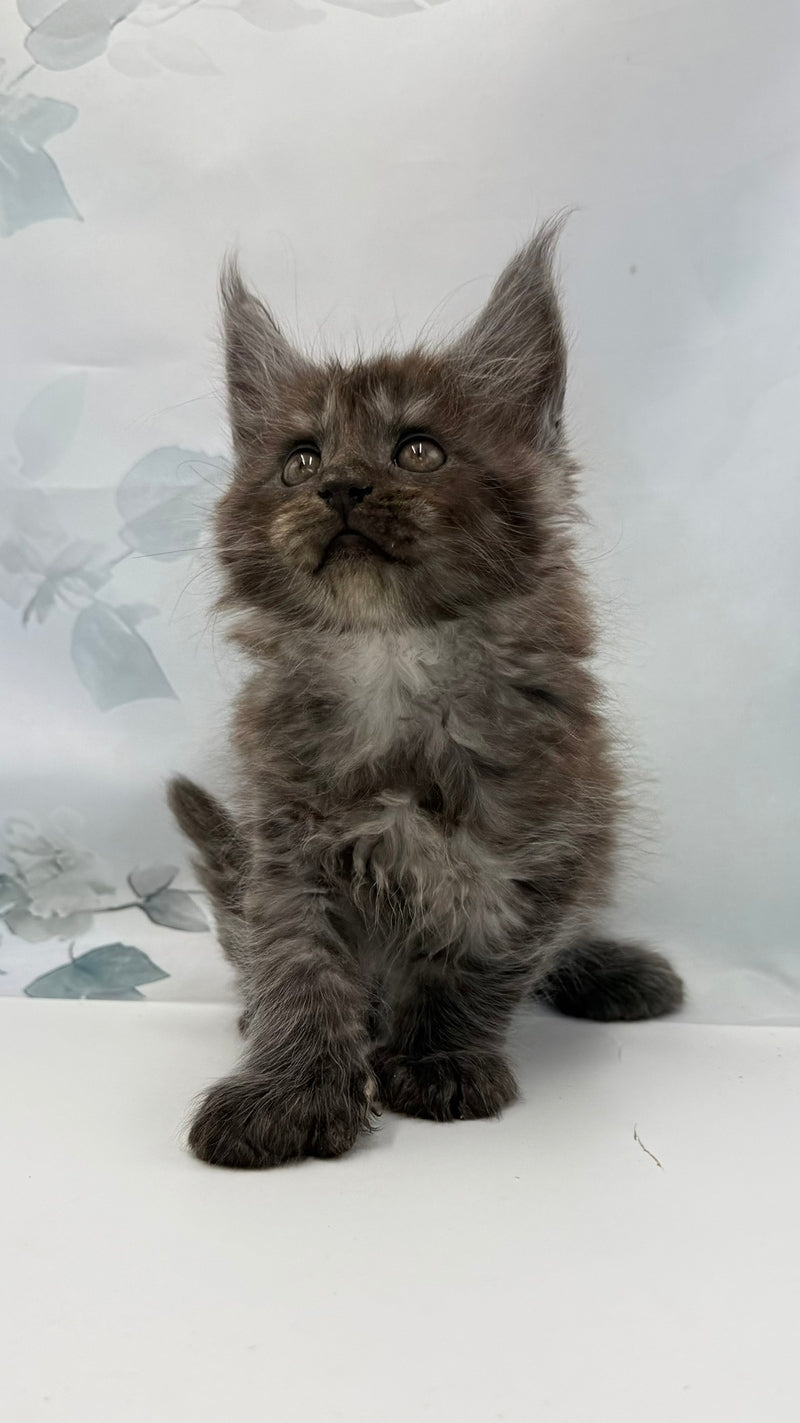 Archibald Maine Coon polydactyl male, black silver