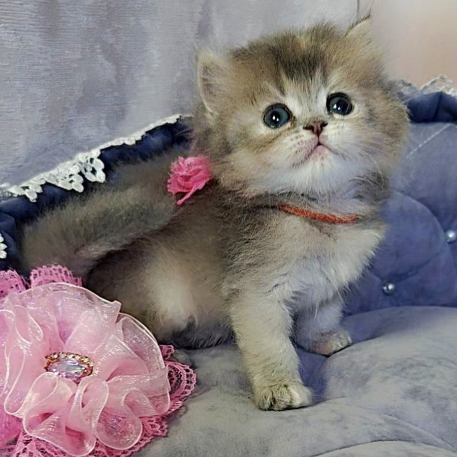 Tina British Longhair female, blue tortie