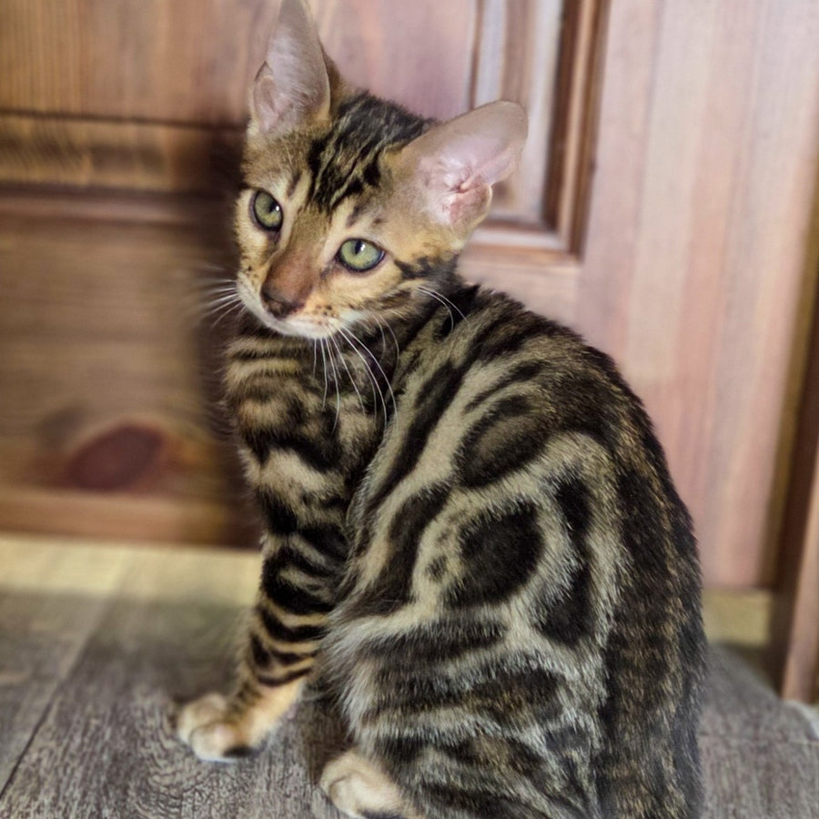 Madison Bengal male, black spotted tabby