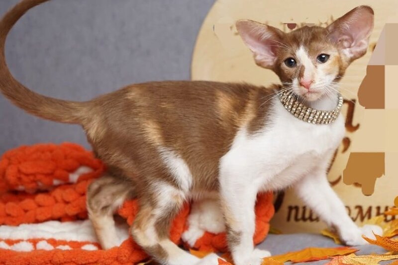 Fiona Oriental Shorthair female, cinnamon bicolour