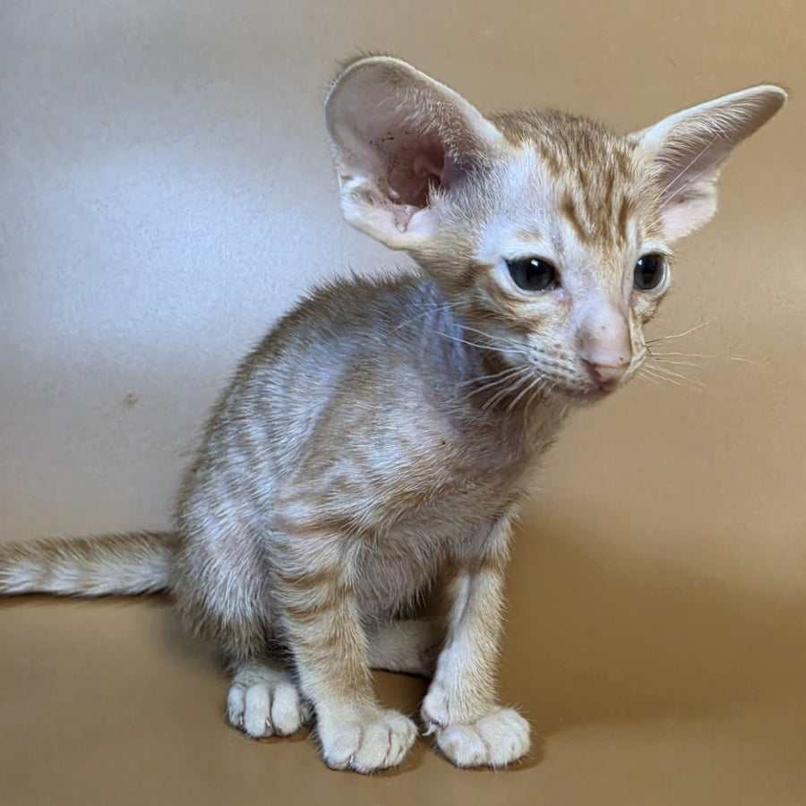 Flame Oriental Shorthair female, red
