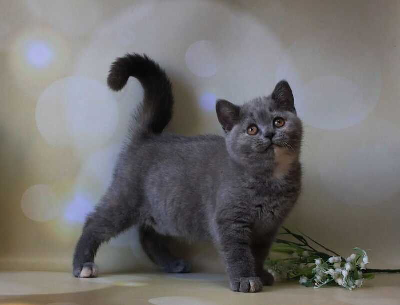 Cessi British Shorthair female blue tortie - live animals