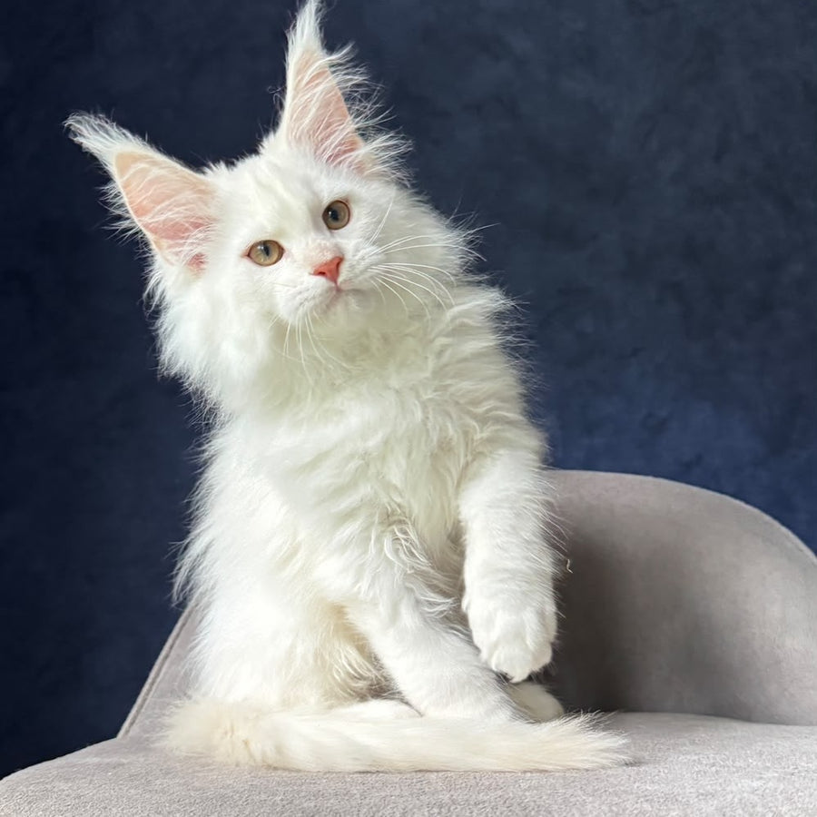 Juror Maine Coon male, red silver chinchilla