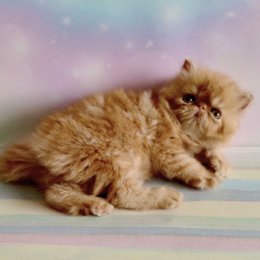 Simona Persian female, red tabby