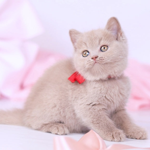 Nella British Shorthair female, fawn