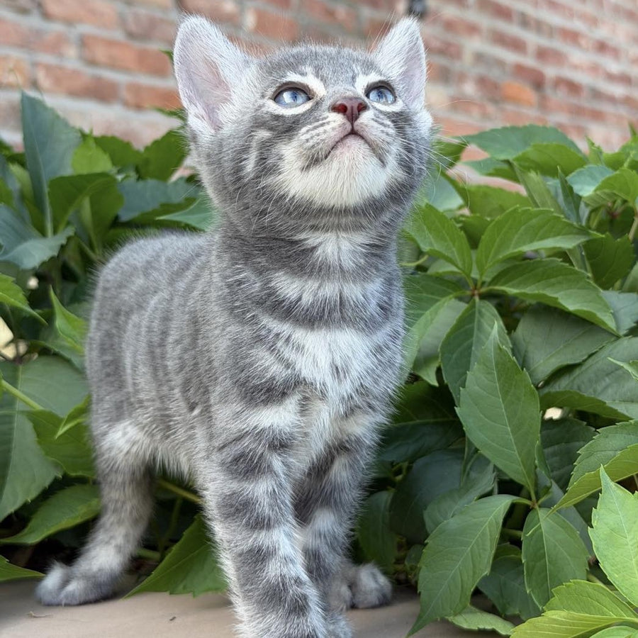 Cherruti Bengal male, blue silver spotted tabby