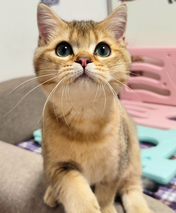 Mario British Shorthair male, chocolate golden ticked tabby