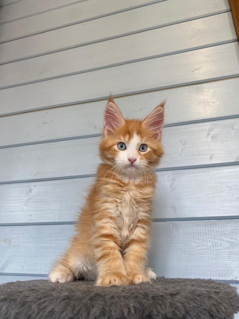 Tutti Frutti Maine Coon male red tabby with white - live animals