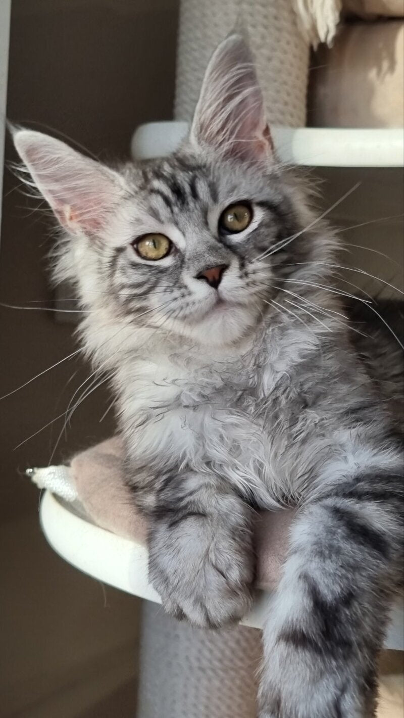 Clinta Maine Coon female black silver tabby - live animals