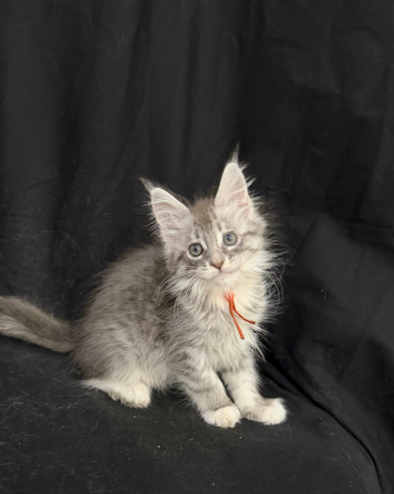 Zoryana Maine Coon female, blue silver tabby with white