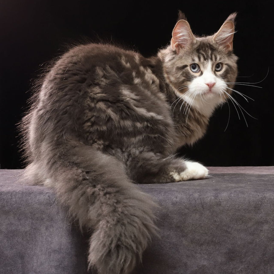 Rivaldo Maine Coon male, blue tabby bicolour