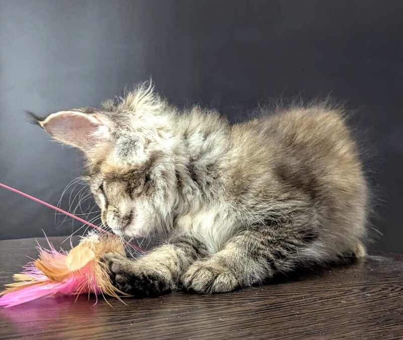 Cutie Maine Coon female black tortie ticked tabby live animals