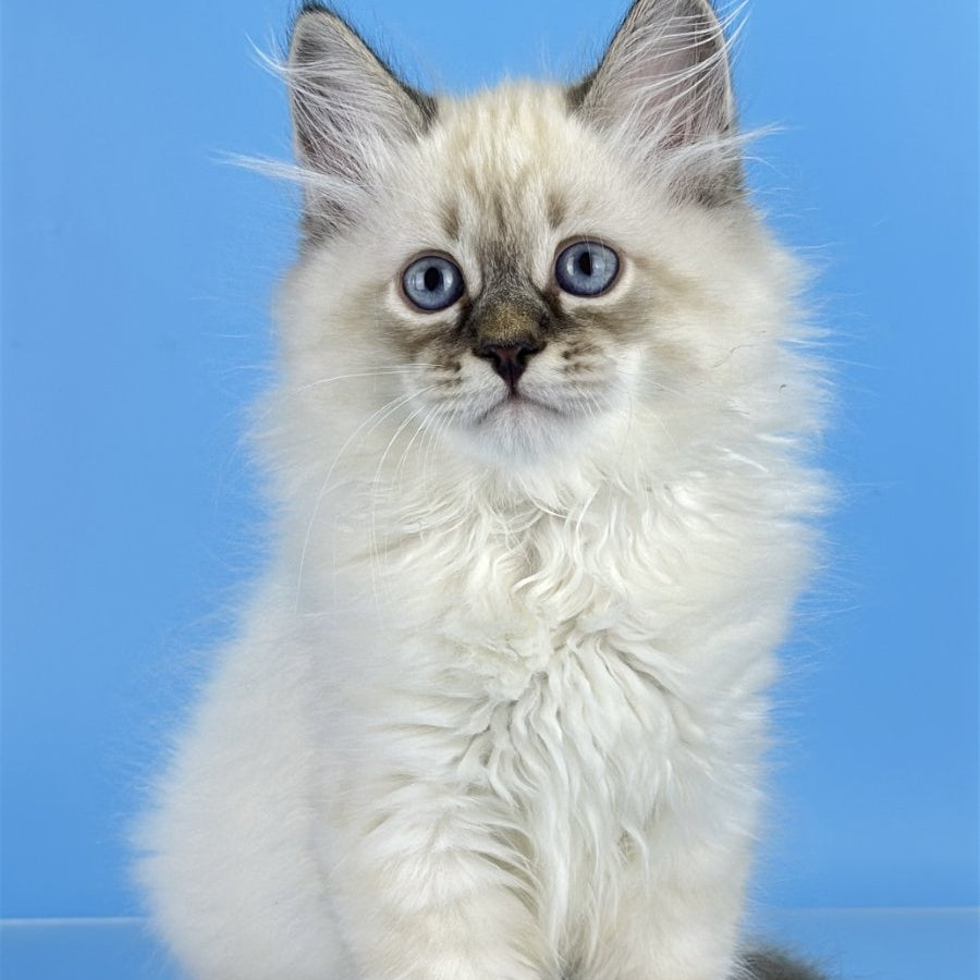 Archer Siberian male, black tabby pointed
