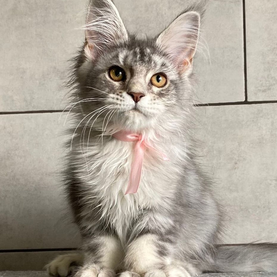 Tartu Maine Coon polydactyl 6x6x6x6 female, black silver tabby