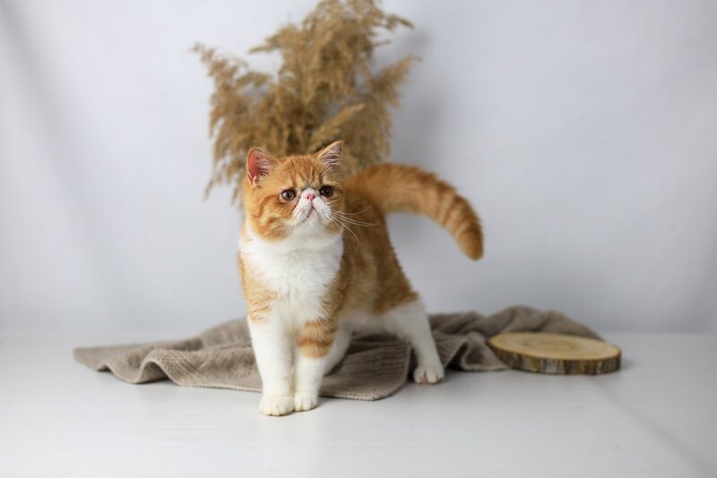 Oliver Exotic male, red bicolour tabby