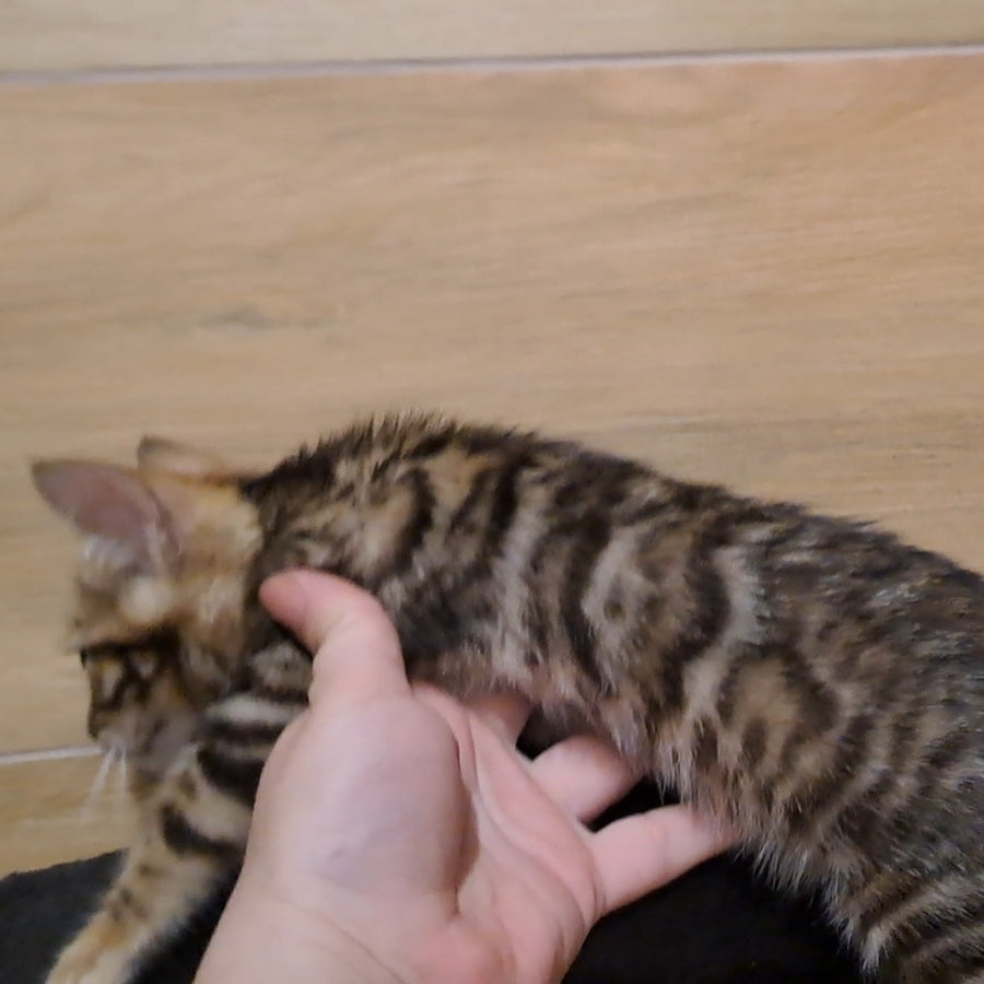 Kara Bengal female, black spotted tabby