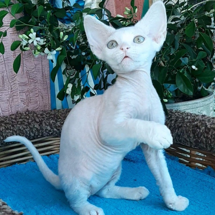 Galatea Devon Rex female, white