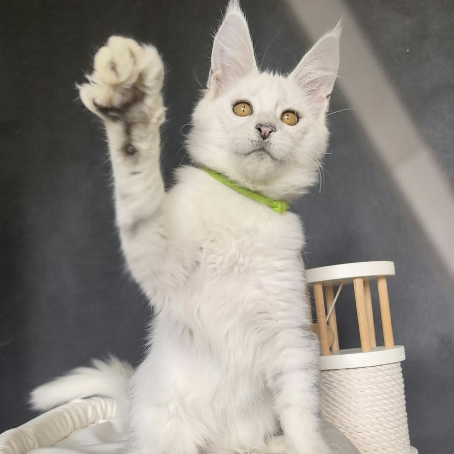 Wilma Maine Coon female, black silver chinchilla