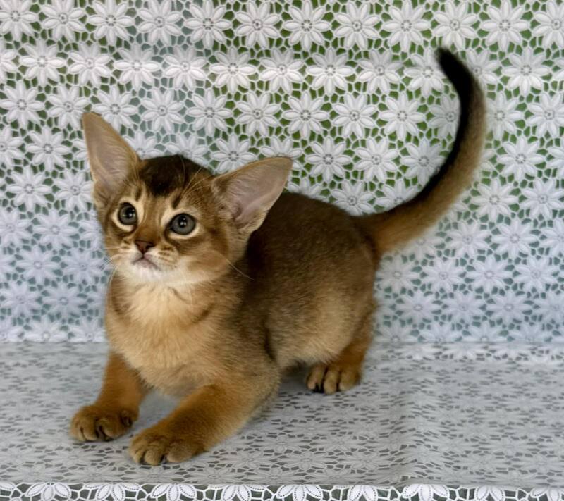 Elka Abyssinian female ruddy - live animals