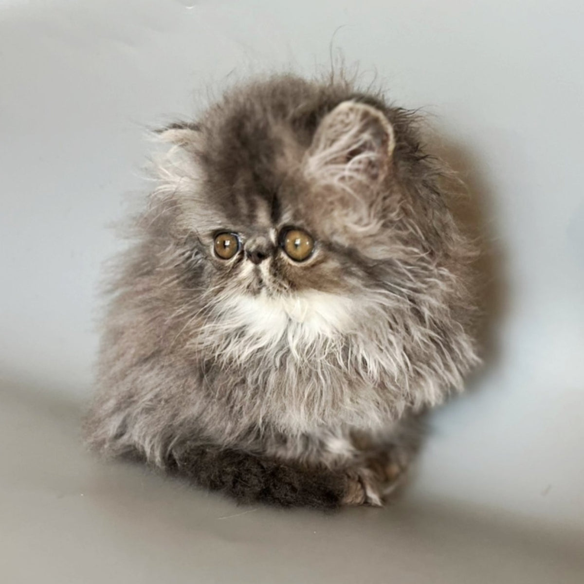 Balloo Persian male, blue silver spotted tabby