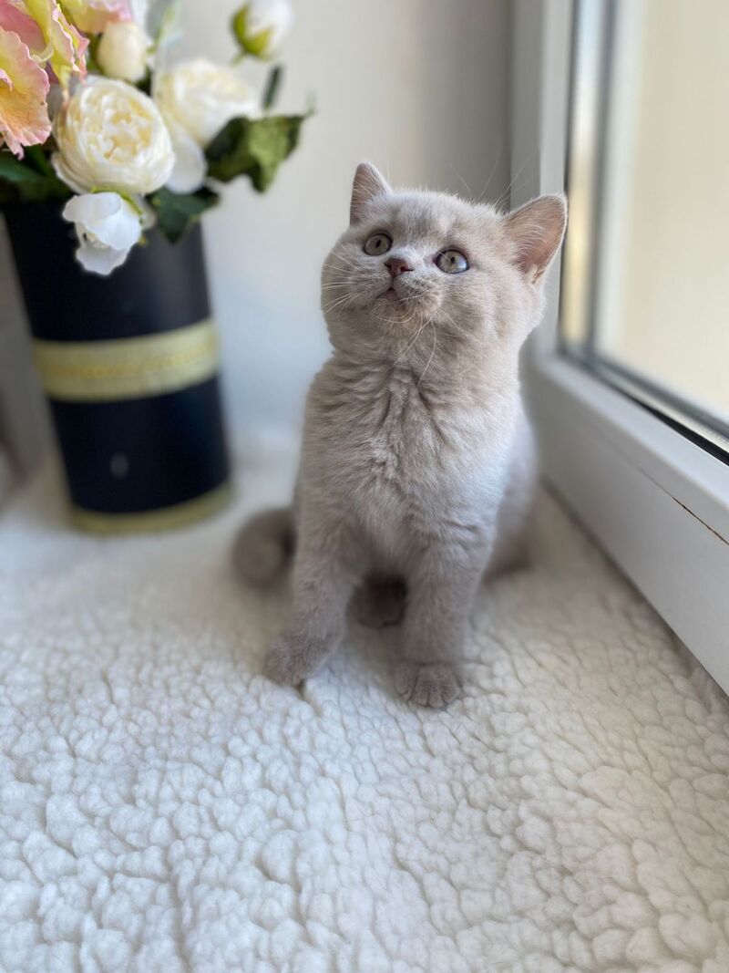 Jolli British Shorthair female, lilac