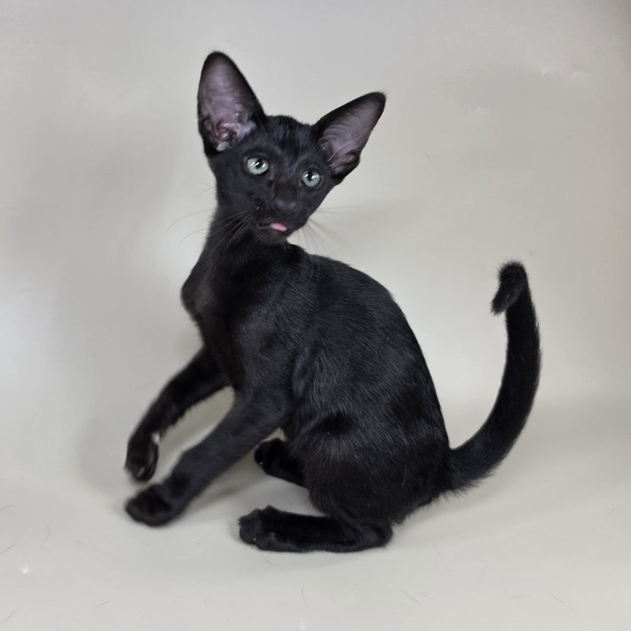 Xolotl Oriental Shorthair male, black
