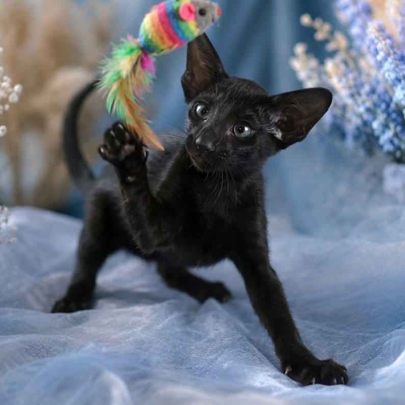 Lola Oriental Shorthair female, black
