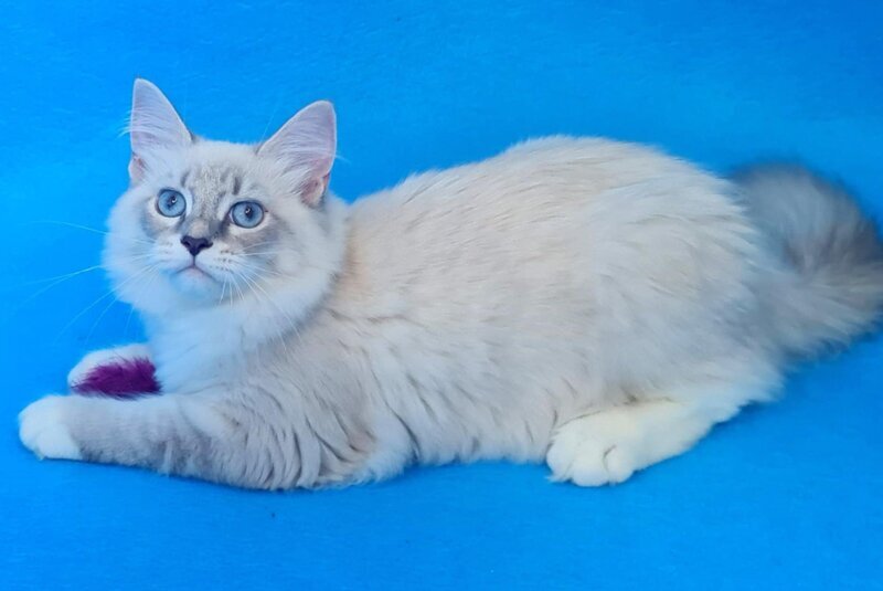Viliam Siberian male, blue tabby pointed mitted