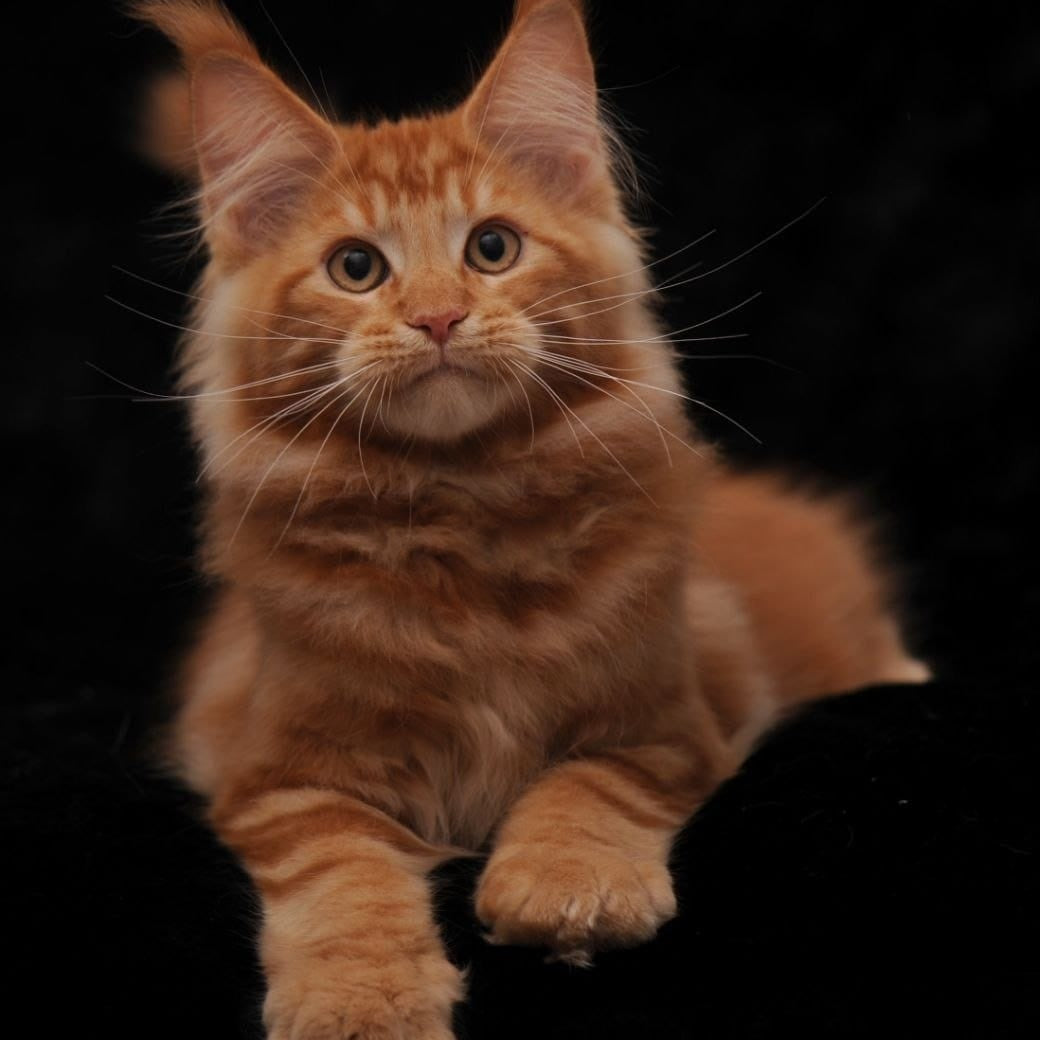 Rony Maine Coon male, red