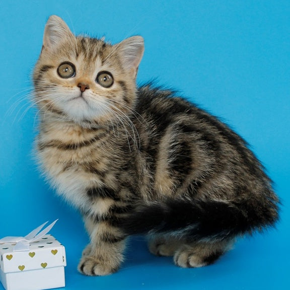 Yamina British Shorthair female, black tabby