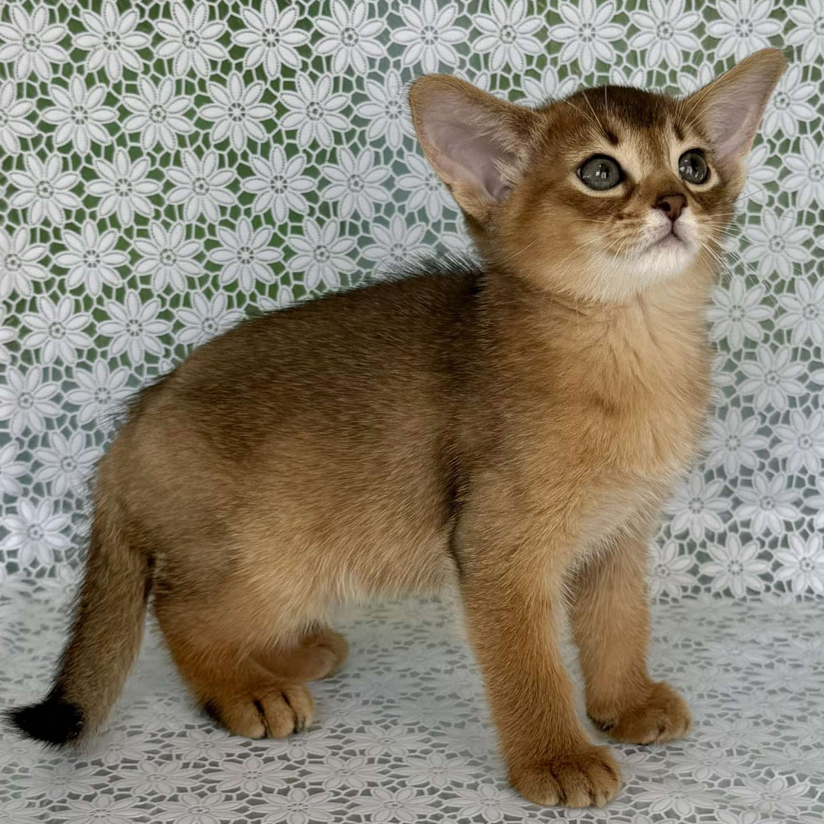 Hrizantema Abyssinian female, ruddy