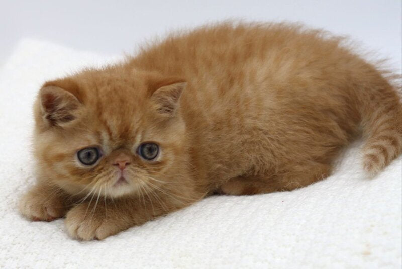 Rokki Exotic male, red spotted tabby