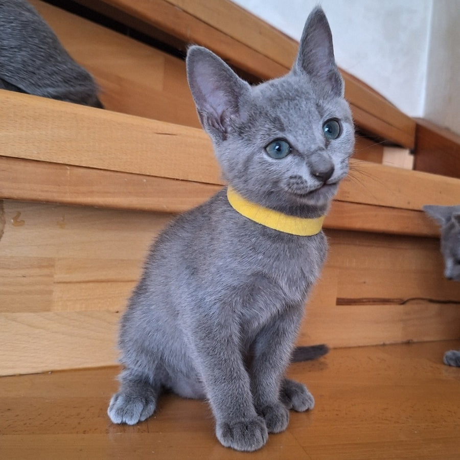Camilla Russian Blue female, blue