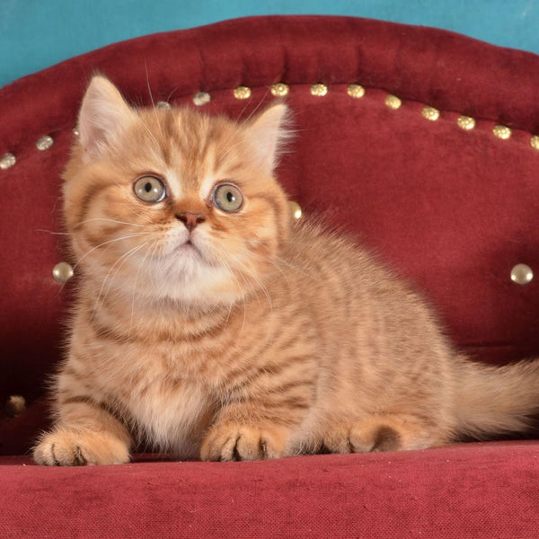 Holly Munchkin female, chocolate spotted tabby